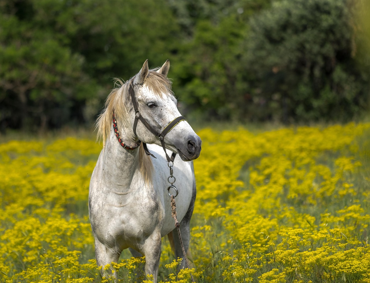 White Horse